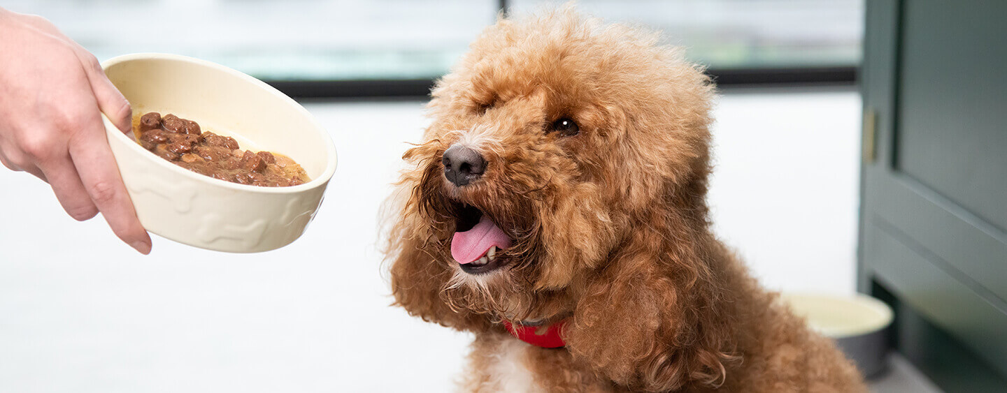 Best dog food brands clearance for goldendoodles